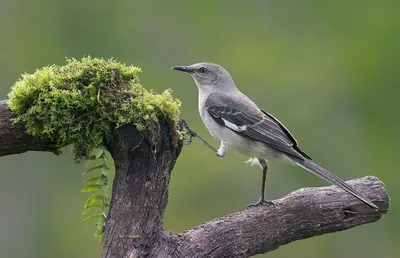 Northern Mockingbird - Многоголосый пересмешник. Photographer Etkind  Elizabeth