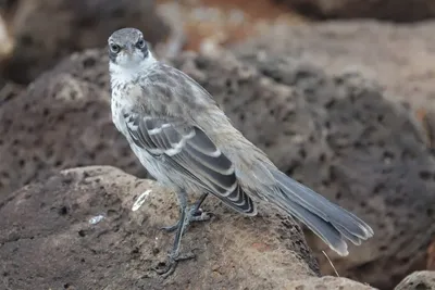 Gray Catbird - Кошачий пересмешник.. Photographer Etkind Elizabeth