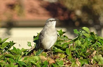 Grey Catbird - Кошачий пересмешник. Фотограф Etkind Elizabeth