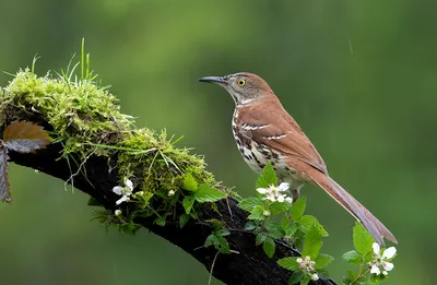 Наблюдение за птицами Грузии северной воробьинообразной Birding пересмешника  птицы Стоковое Изображение - изображение насчитывающей птиц, наблюдать:  180965281