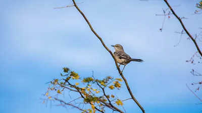 Патагонский пересмешник - eBird