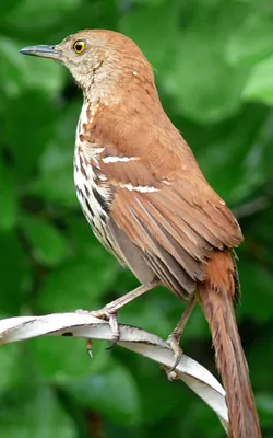 Grey Catbird / Коша́чий пересме́шник (лат Dumetella carolinensis) —  североамериканская певчая птица семейства пересмешниковых Песенка  пересмешника довольно приятна на слух и действительно в заключении рулады  произносит звук , похожий на кошачий и