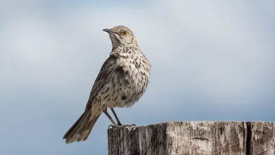 Эквадор. Галапагосы. Галапагосский пересмешник (Mimus parvulus).