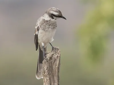 Многоголосый пересмешник - Northern Mockingbird. Photographer Etkind  Elizabeth