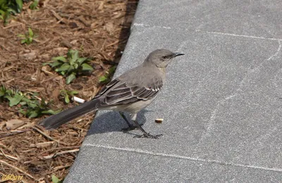 Красногузый пересмешник - eBird