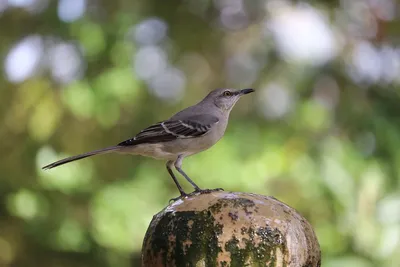 Любитель ягод - Многоголосый пересмешник | Bird, Animals, Birds