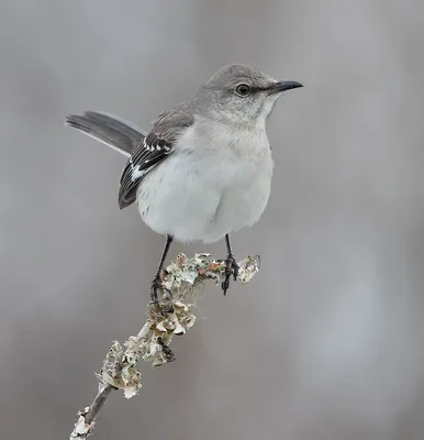 Коричневоспинный пересмешник, Mimus dorsalis, Brown-backed… | Flickr