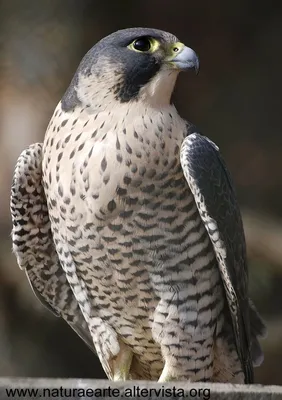 Сокол Перегрин На Скале Хищная Птица Пара Деля Свою Добычу Голубь Falco  Peregrinus — стоковые фотографии и другие картинки Пилигрим - iStock