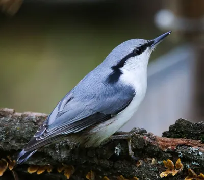 Пищуха (Certhia familiaris). Птицы России.