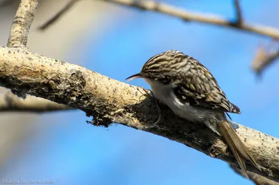 Обыкновенная пищуха Certhia familiaris / Eurasian treecreeper - YouTube