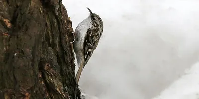 Пищуха (Certhia familiaris). Птицы Дальнего Востока России.