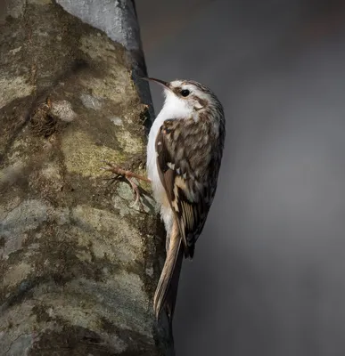 Пищуха (Certhia familiaris). Птицы Европейской России.