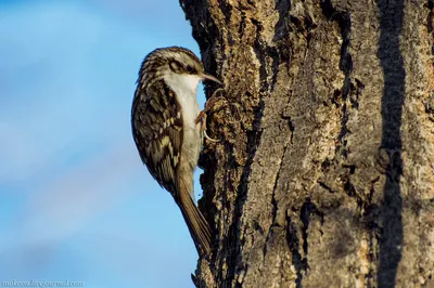 Пищуха (Certhia familiaris). Птицы Дальнего Востока России.