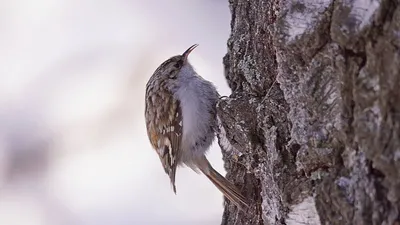 Птица Пищуха добывает корм зимой, treecreeper in winter - YouTube