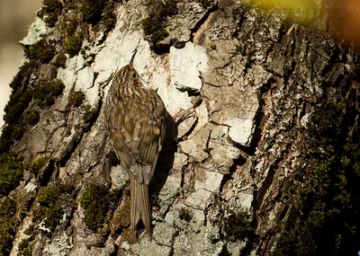 Обыкновенная пищуха | BirdWatch.by