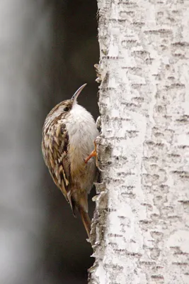 Пищуха обыкновенная (Certhia familiaris)