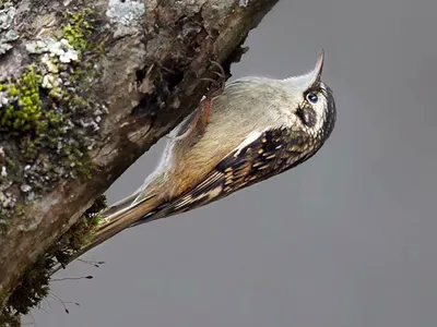 Обыкновенная пищуха (Certhia familiaris). Птицы Сибири.