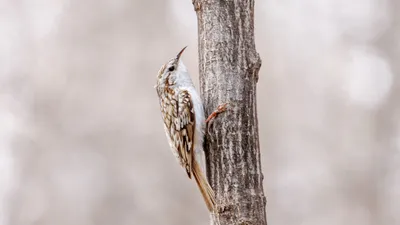 Обыкновенная пищуха (Certhia familiaris). Птицы Сибири.