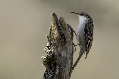 Сычуаньская пищуха - eBird