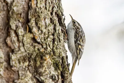 Пищуха (Certhia familiaris). Птицы Европейской России.