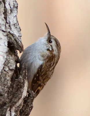 Обыкновенная пищуха (Certhia familiaris). Птицы Сибири.