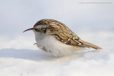 Пищуха (Certhia familiaris). Фотогалерея птиц. Фотографии птиц России,  Беларуси, Украины, Казахстана, Таджикистана, Азербайджана.