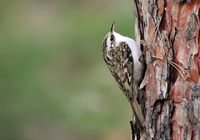 🐤Обыкновенная пищуха - мелкая птица отряда воробьиных. 🌳Главная  особенность этих птичек - искусство ловко.. | ВКонтакте