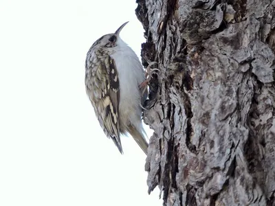 Пищуха (Certhia familiaris). Птицы России.