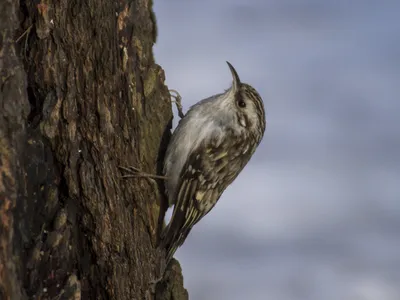 Пищуха (Certhia familiaris). Фотогалерея птиц. Фотографии птиц России,  Беларуси, Украины, Казахстана, Таджикистана, Азербайджана.