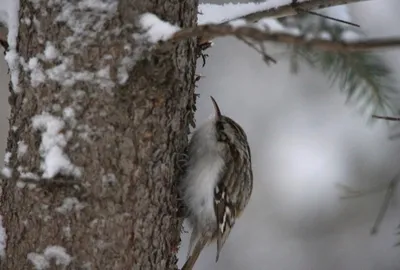 Пищуха (Certhia familiaris). Птицы Европейской России.