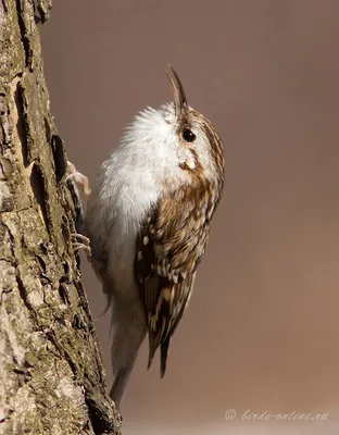 Обыкновенная пищуха / Certhia familiaris птица фото голос