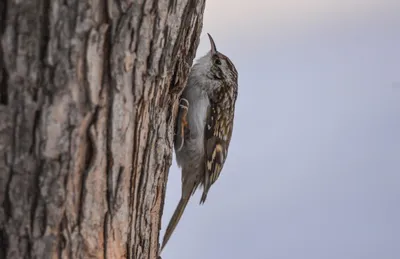 Пищуха (Certhia familiaris). Птицы Дальнего Востока России.