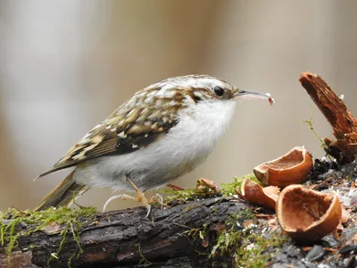 Обыкновенная пищуха - eBird