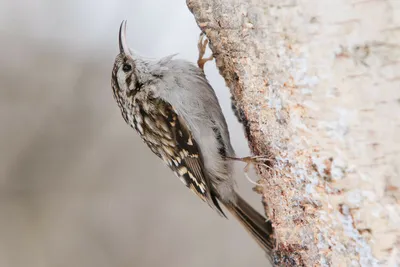 Американская пищуха (albescens/alticola) - eBird