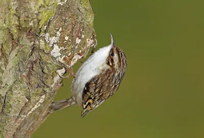 Пищуха короткопалая (Certhia brachydactyla). Фотогалерея птиц. Фотографии  птиц России, Беларуси, Украины, Казахстана, Таджикистана, Азербайджана.