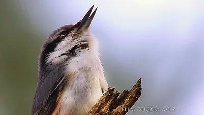 поплзень. Фотограф Марина Мочалова