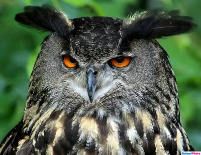 Файл:Indian eagle owl Bubo bengalensis hutom pecha small.jpg — Википедия