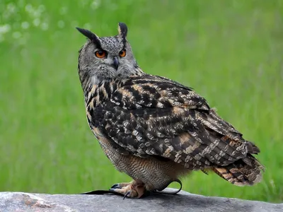 Category:Bubo cinerascens - Wikimedia Commons