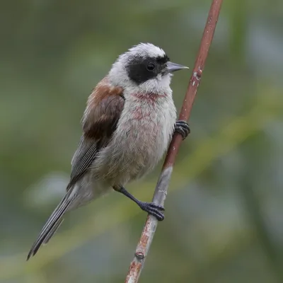 Тростниковый ремез - eBird