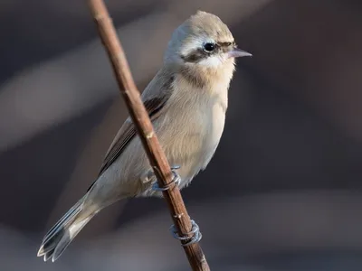 ремез... Фотограф Марина Мочалова