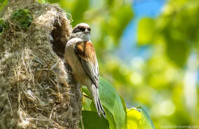 Овсянка-ремез (Ocyris rusticus). Птицы Европейской России.