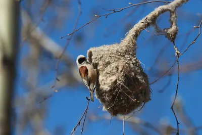 Китайский ремез - eBird