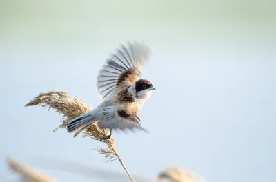 Тростниковый ремез - eBird