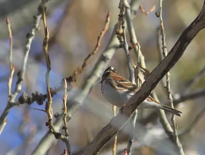 Китайский ремез - eBird