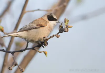 Тростниковый ремез - eBird