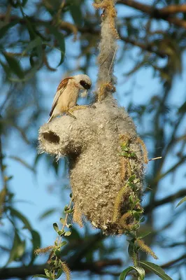 Ремез Remiz pendulinus Penduline Tit