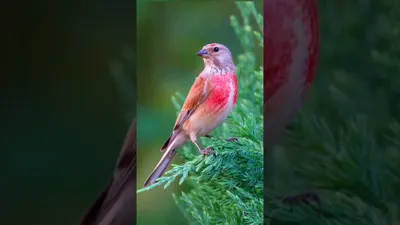 Коноплянка - Реполов. (Carduelis cannabina) أصوات الطيور - YouTube