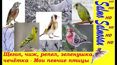 Щегол, чиж, репел, зеленушка, чечётка - Мои певчие птицы в 2019г - YouTube