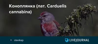 Певчие птицы-щегол,чиж,репел-коноплянка – купить в Ярославле, цена 500  руб., продано 6 февраля 2020 – Птицы