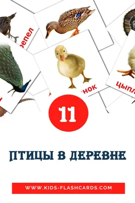 Коноплянка (лат. Carduelis cannabina)